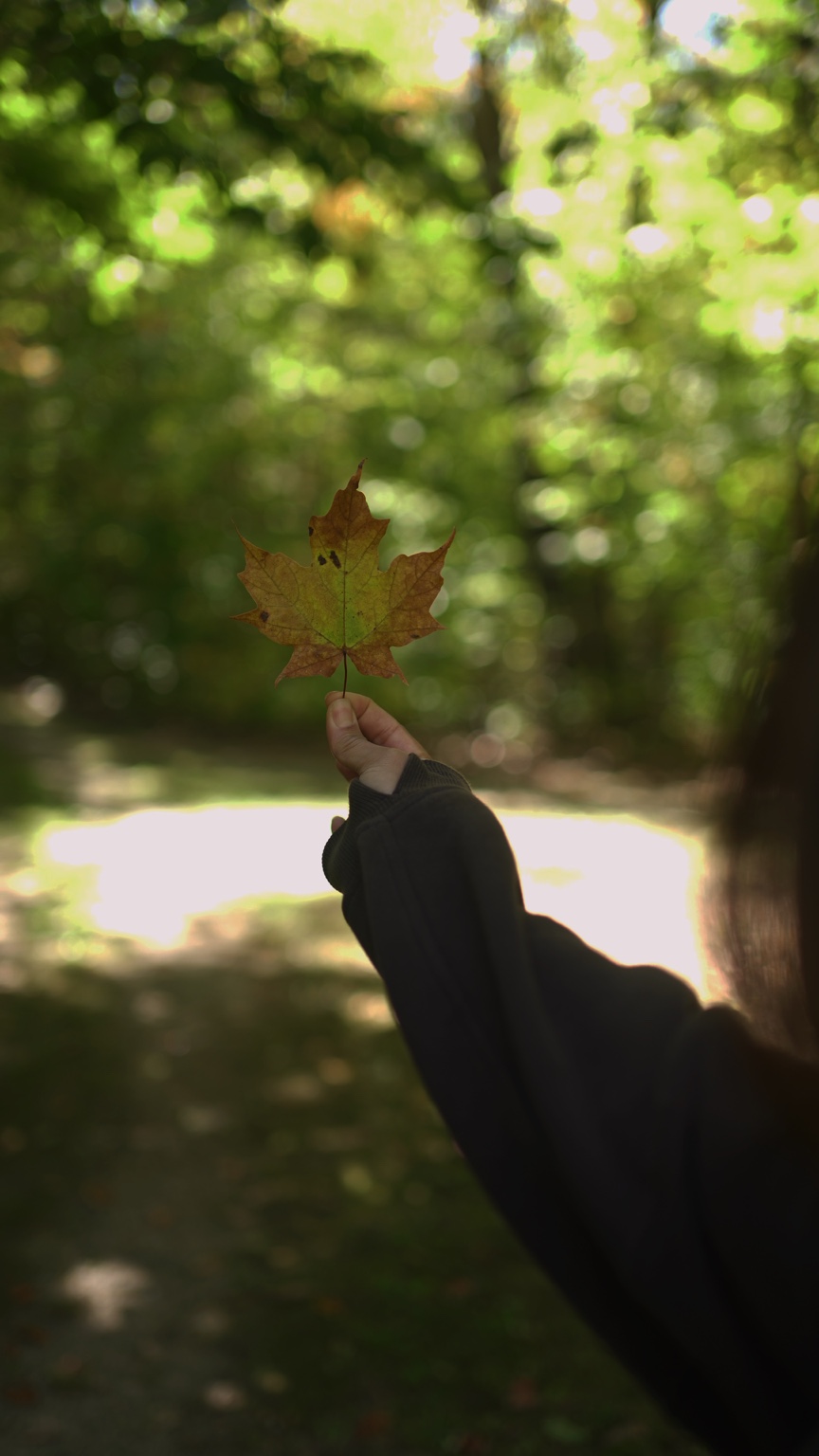 A quiet maple forest moment at Coldwater Maple